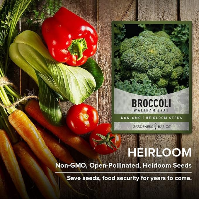 Gardeners Basics, Broccoli Seeds for Planting is A Great Heirloom, Non-GMO Vegetable Variety- 1 Gram Seeds Great for Outdoor Spring, Winter, and Fall Gardening