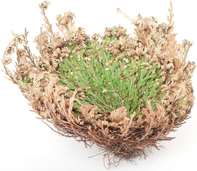 Incense Garden Rose of Jericho Flower The Resurrection Plant (6 Roses)
