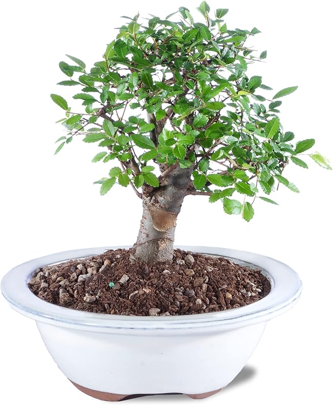 Brussel's Bonsai Live Chinese Elm Bonsai Tree, Outdoor - Small, 5 Years Old, 6 to 8 inches Tall - Includes Decorative Ceramic Bonsai Pot