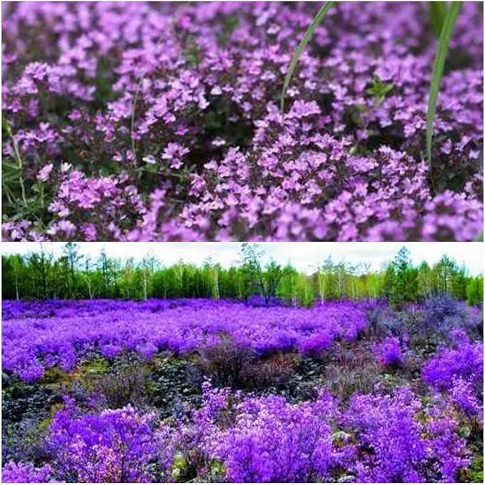 20000 Creeping Thyme Seeds for Planting Perennial Ground Cover Plants Heirloom Flowers Non-GMO Thymus Serpyllum Seed High Germination Rate