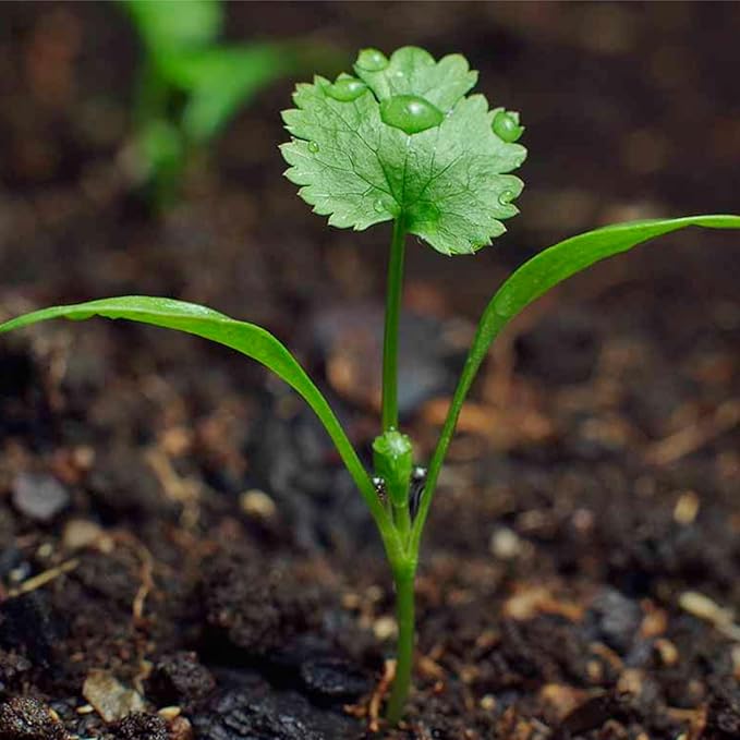 Seed Needs Cilantro Seeds for Planting Coriander Kitchen Herbs - Non-GMO, Heirloom & Untreated - Organically Grow a Home Grown Herb Garden Indoors or Outdoors (2 Packs)