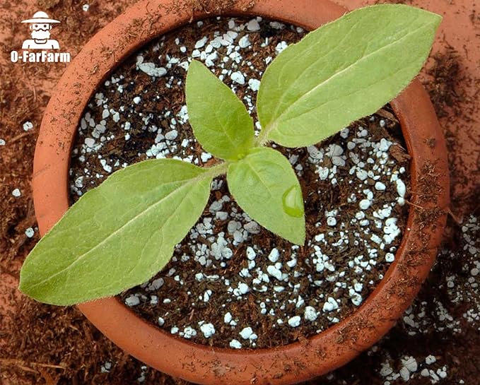 Chunky Perlite Bulk 5Qt, Horticultural Pearlite Coarse Perlite for Plants Indoor, Additive Conditioner Mix, Improve Drainage and Ventilation, Help Root Growth (5-10mm)