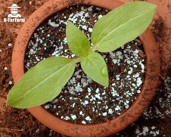 Chunky Perlite Bulk, Horticultural Pearlite Coarse Perlite for Plants Indoor, Additive Conditioner Mix, Improve Drainage and Ventilation, Help Root Growth (5-10mm, 2qt)