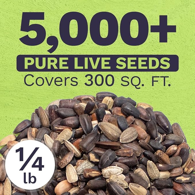 Autumn Beauty Sunflower Seeds – Bulk 1/4 Pound Bag – Over 5,000 Open Pollinated Non-GMO Wildflower Seeds – Helianthus annus – Beautiful Shades of Gold, Bronze, Yellow, and Purple