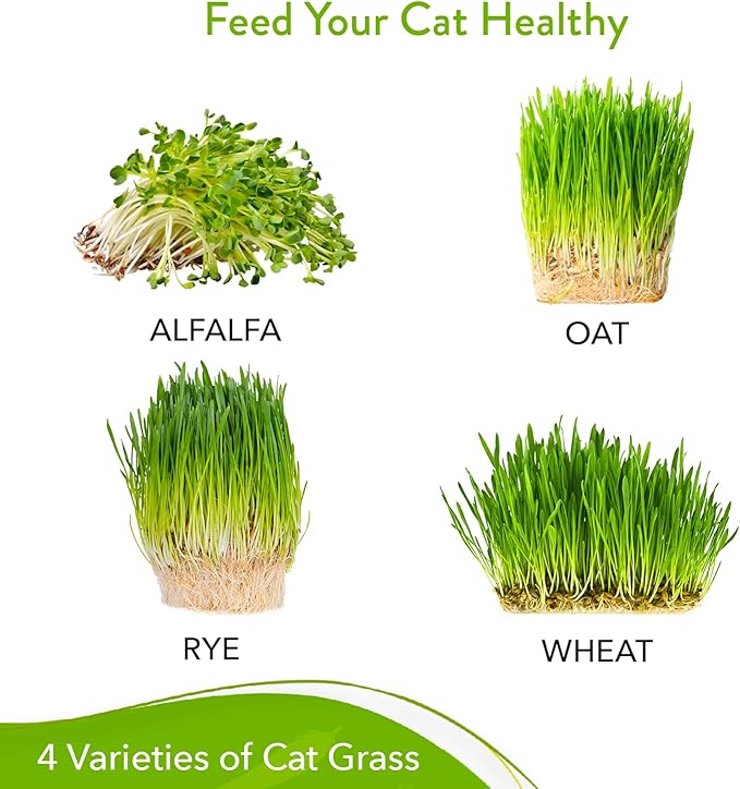 HOME GROWN Cat Grass Seed Mix – Non-GMO Oat, Alfalfa, Rye & Wheat Seeds for Cats | Indoor Pet Grass with Fast Germination | Digestive Aid, Hairball Relief & Safe Chew Alternative