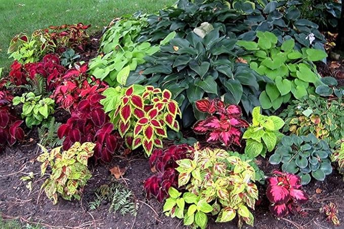 100+ Seeds Coleus Variety Mix (Black Dragon, Chocolate Covered Cherry, Wizard Coral Sunrise, French Quarter, Watermelon, Wizard Rose, Wizard Jade) - Flower Multicolor