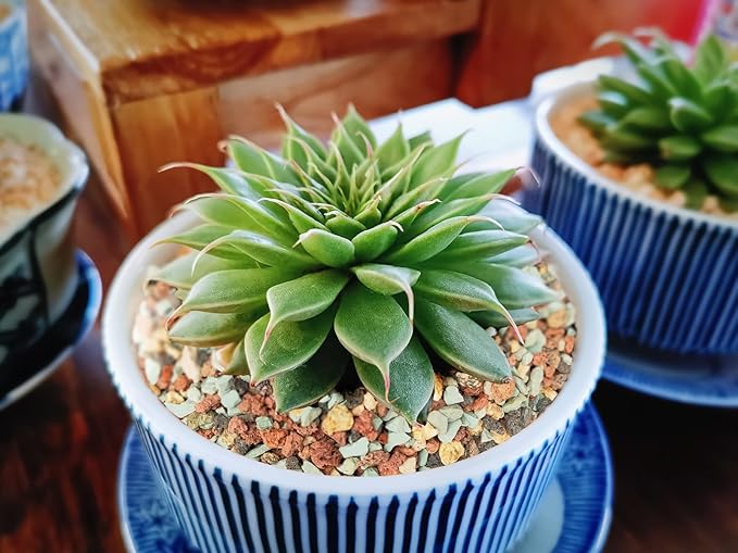 5lb Bonsai Succulent and Cactus Soil Gritty Mix Rocks Gravel for Terrarium Top Dressing Decorative Pebbles Potting Soil Amendment for Pots Indoor Plants, Fast Drainage, Neutralize Soil PH