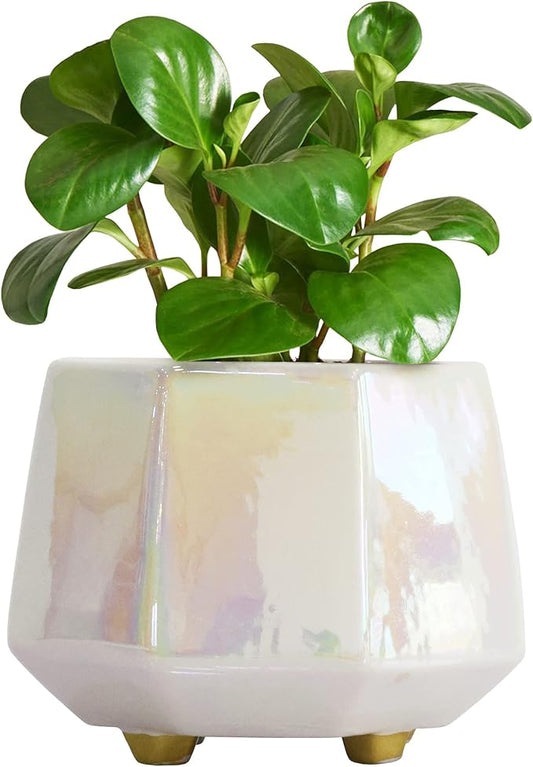 6 Inch Ceramic Planter for Indoor Plants - Plant Pots with Drainage Hole - Modern Minimalist Flower Pot for Succulents and Herbs