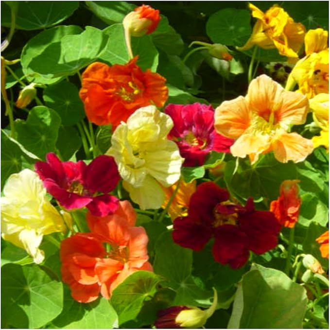 Seed Needs, 1.5 Ounce 350+ Nasturtium Seeds “Jewel Mixture (Tropaeolum nanum) Edible Blooms, Non-GMO, Easy to Grow, Mixed Colors Flower Seeds Mix, Attracts Pollinators - Bulk