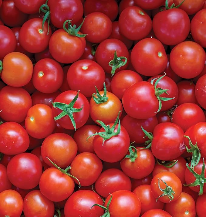 Burpee 'Super Sweet 100' Hybrid, Cherry Tomato, 50 Non-GMO Seeds & Saffron Summer Squash Seeds 100 Seeds & Black Beauty Zucchini Summer Squash Seeds 100 Seeds