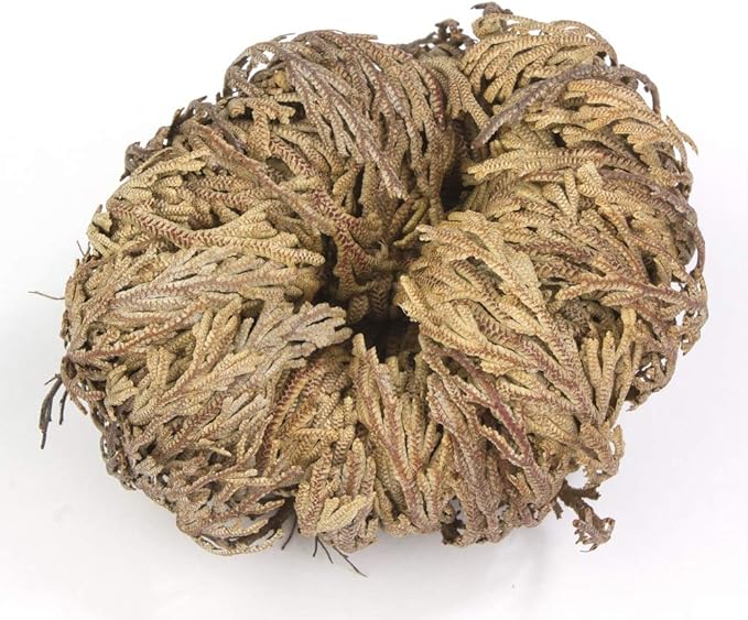 Incense Garden Rose of Jericho Flower The Resurrection Plant (1 Rose)