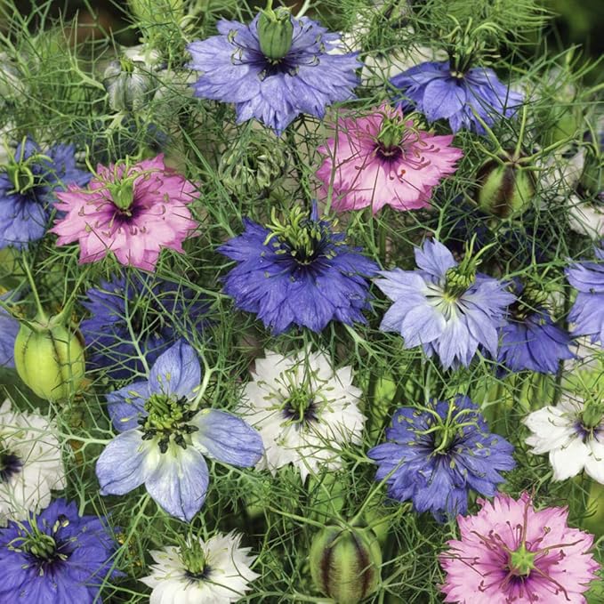 Outsidepride 1000 Seeds Annual Nigella Love-in-a-Mist Jewels Flower Seed Mix for Planting