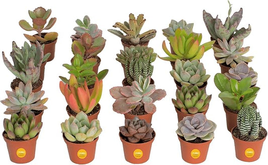 Costa Farms Succulents (25 Pack), Live Mini Succulent Plants, Grower's Choice Live House Plants, Potted in Nursery Plant Pots, Potting Soil Mix, Bulk Baby Shower, Bridal Shower Gift, DIY, Party Favors