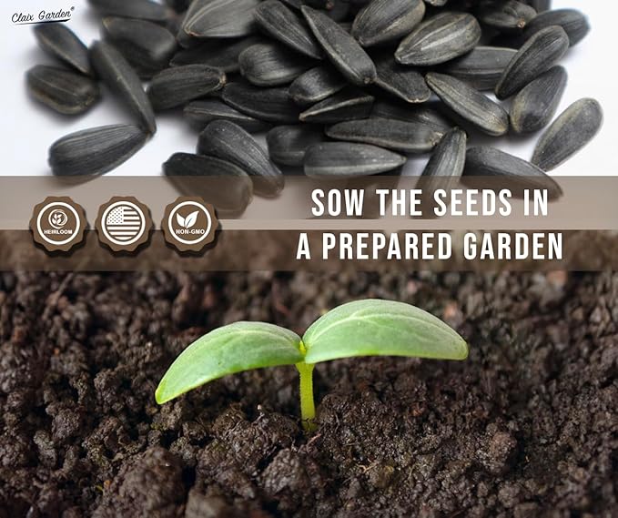 Sunflower Seeds - Giant Teddy Bear - 50 Seeds - Heirloom, Non-GMO, USA Grown, Excellent for Pollinators, Annual, Deer Resistant - Sunflower Seeds for Any Home Garden