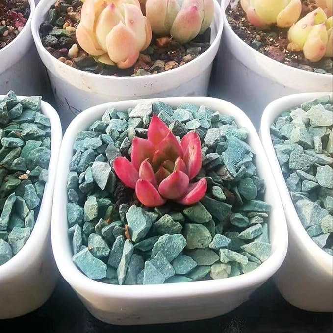 Succulents and Cactus Green Zeolite Rocks, Decorative Stones Pebbles for Indoor Plants, Bonsai, Fairy Gardening, Terrarium, 5lb