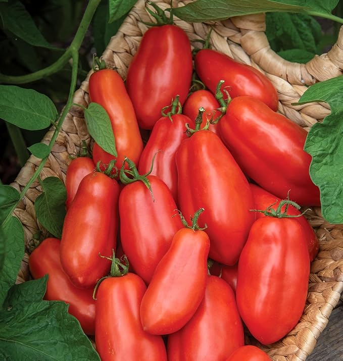 Burpee 'San Marzano' Heirloom, Paste Tomato, 75 Non-GMO Seeds