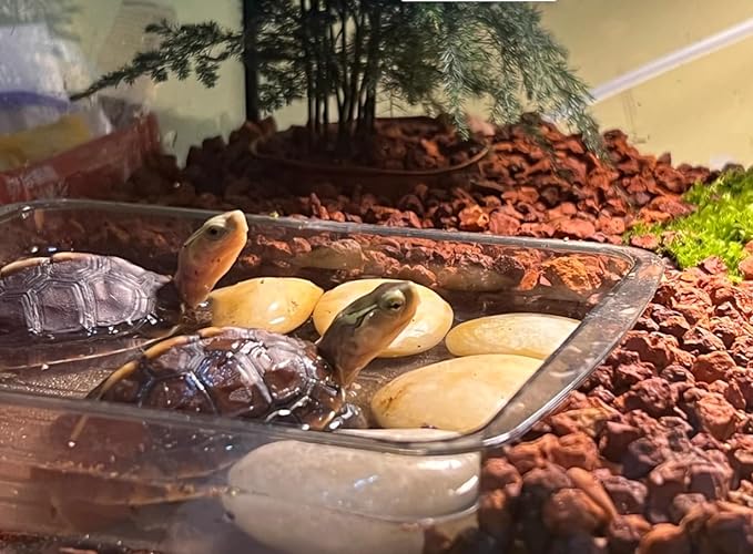 Horticultural Calcined Clay Soil Bonsai Cactus Soil Additive for Succulent Plants (6 LB, 1/4 inch)