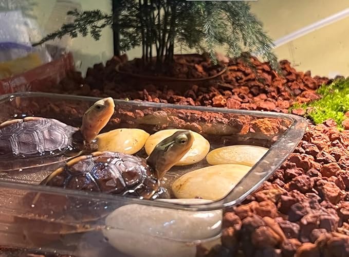 Horticultural Calcined Clay Soil Bonsai Cactus Soil Additive for Succulent Plants (10 LB, 1/4 inch)