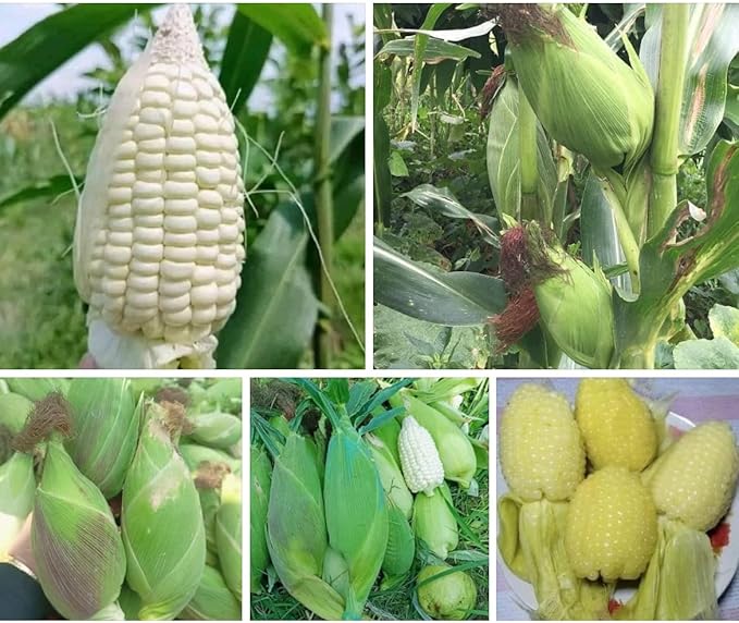 25+ Seeds Bap NEP nu SUA Seeds Rare find Asian