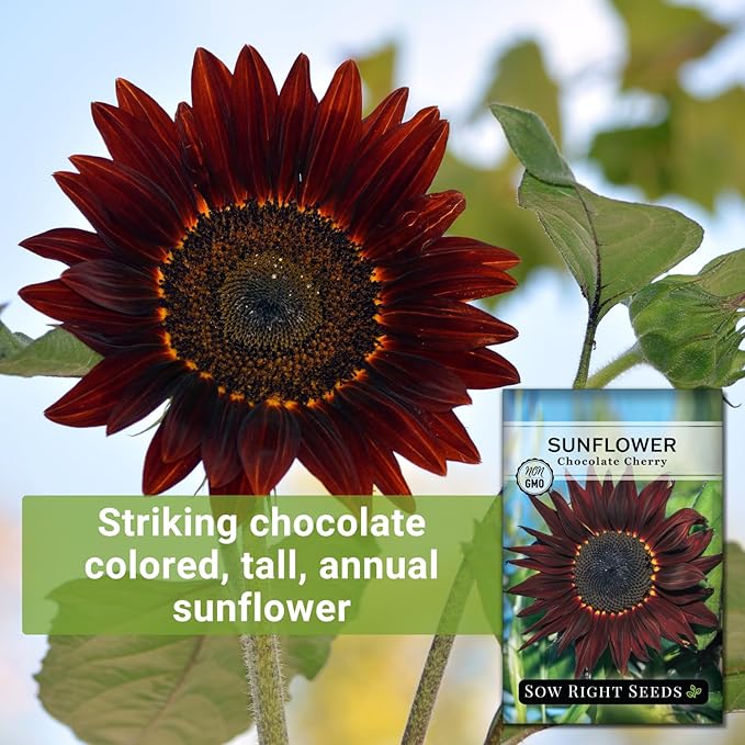 Sow Right Seeds - Chocolate Cherry Sunflower Seeds for Planting - Non-GMO Heirloom Packet with Instructions for Growing - Beautiful Giant Flower - Rare Burgundy and Dark Brown Petals (1)