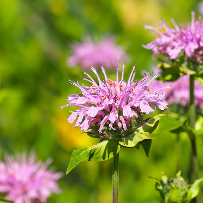 TKE Farms & Gardens - Wild Bergamot Bee Balm Seeds, 1000+ Heirloom Non-GMO Perennial Herb Seeds for Indoor/Outdoor Gardens, Attracts Butterflies & Pollinators, Monarda fistulosa