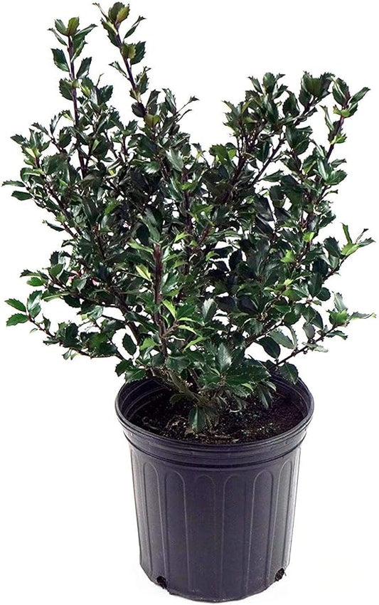 Ilex X meserveae 'Blue Prince' (Blue Holly) Evergreen, #2 - Size Container
