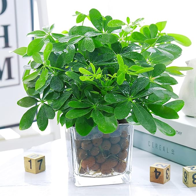 Halatool 12LB Expanded Clay Pebbles for Potted Plants Organic Lightweitht Clay Leca Balls for Hydroponics Gardening Orchids Drainage Decoration Aquaponics Aquariums