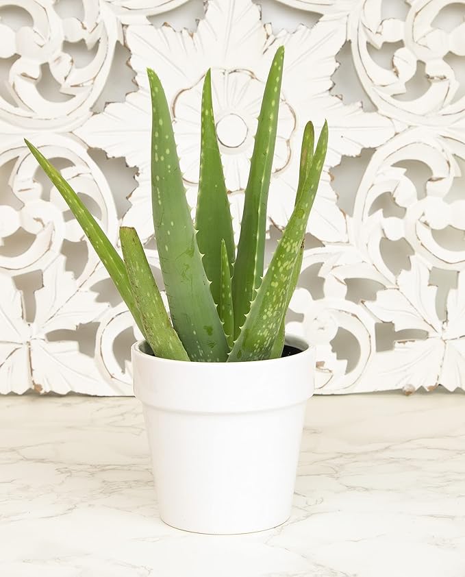 Aloe Vera Plant Live Succulent Plants, Live Aloe Plant in White Planter, Live Aloe Vera Plant Succulents, Aloe Plants Live Indoor Plants, Live Aloe Vera Plant Indoor House Plants by Plants for Pets