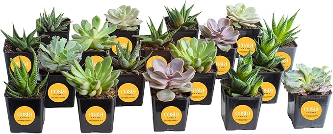 Costa Farms Succulents, Live Succulent Plants (18-Pack) Assorted Grower's Choice Live House Plants, Nursery Planter Pots, Potting Soil Mix, Bulk Gift for Baby Shower, Bridal Shower, DIY, Party Favors