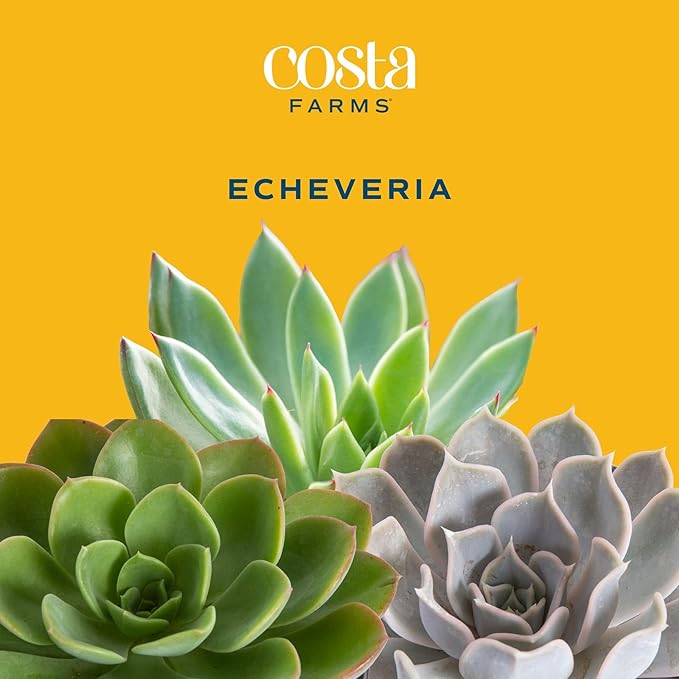 Costa Farms Mini Succulent Live Indoor Plant, Easy to Grow Echeveria Succulent Houseplant in Cute Decor Plant Pot, Tabletop Succulents Office or Room Decor, Housewarming, 4-Inches Tall
