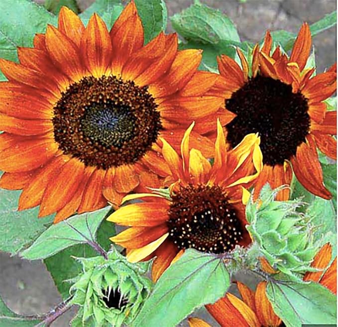 Velvet Queen Sunflower Seeds - Red Sunflower