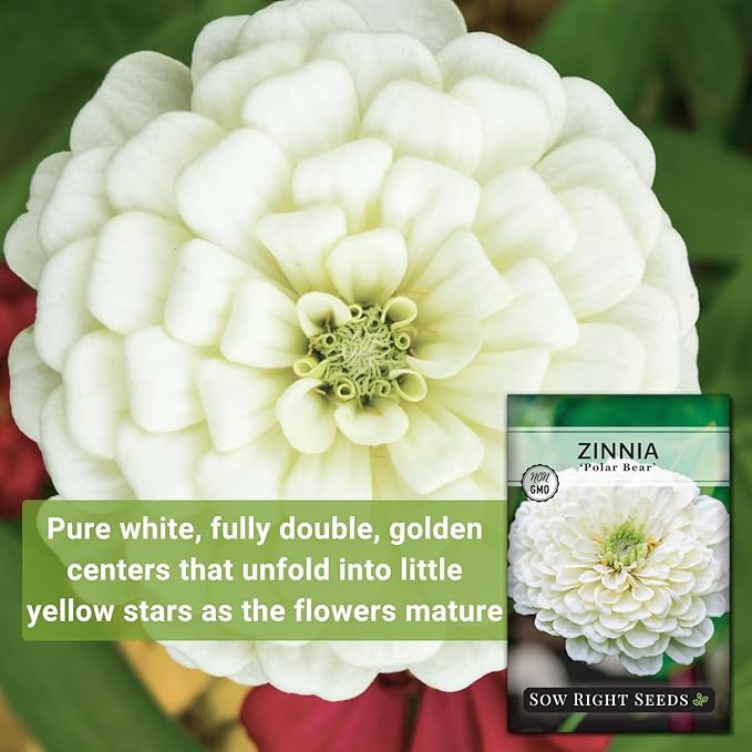 Sow Right Seeds - Zinnia Polar Bear Flower Seeds for Planting - Beautiful Flowers to Plant in Your Home Garden - Non-GMO Heirloom Packet - White Blooms Attract Pollinators - Cut and Come Again (2)