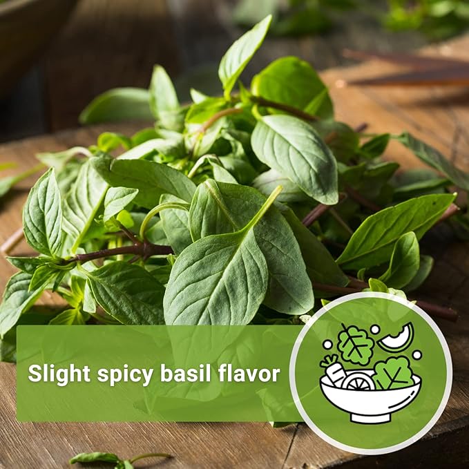 Sow Right Seeds - Sweet Large Leaf Thai Basil Seed for Planting - Non-GMO Heirloom Packet with Instructions to Plant a Kitchen Herb Garden - Indoors or Outdoor - Great for Hydroponic Growing (3)