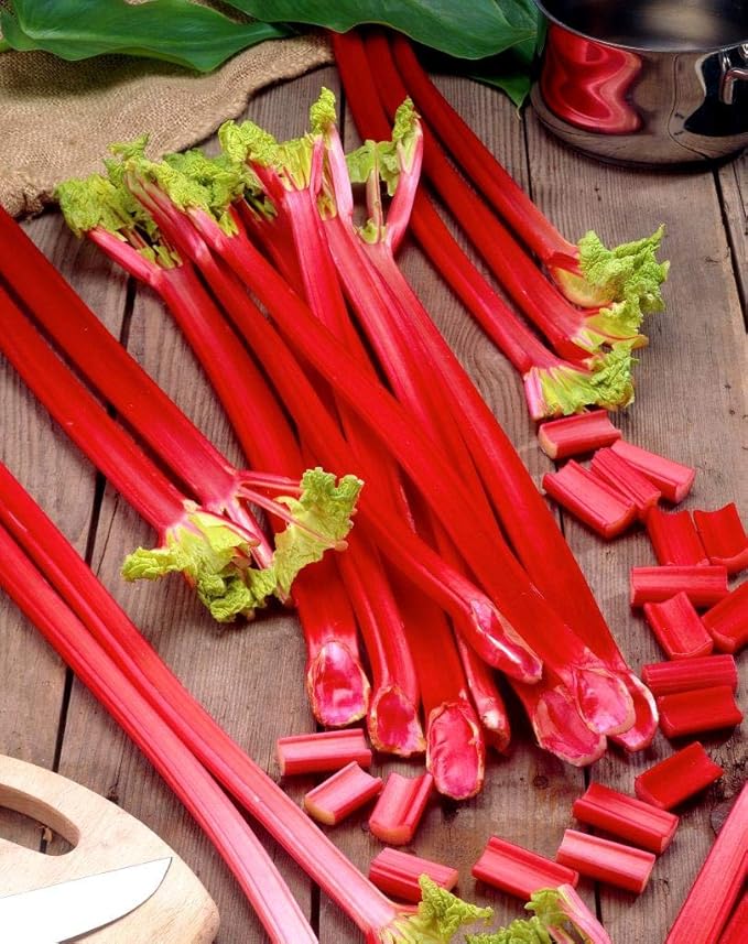 Rhubarb Seeds for Planting Pie Plant Rheum Australe About 50 Seeds