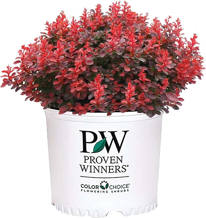 2 Gallon Proven Winner Sunjoy Mini Maroon Barberry Shrub