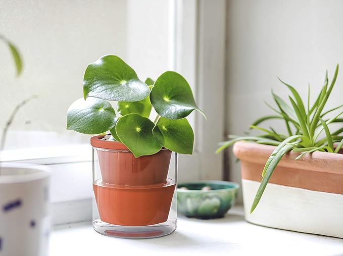 D'vine Dev 4 Inch Design Self Watering Pot for Indoor Plants, Terracotta Planter with Cylinder Glass Cup, Set of 2, 37-X-A-2