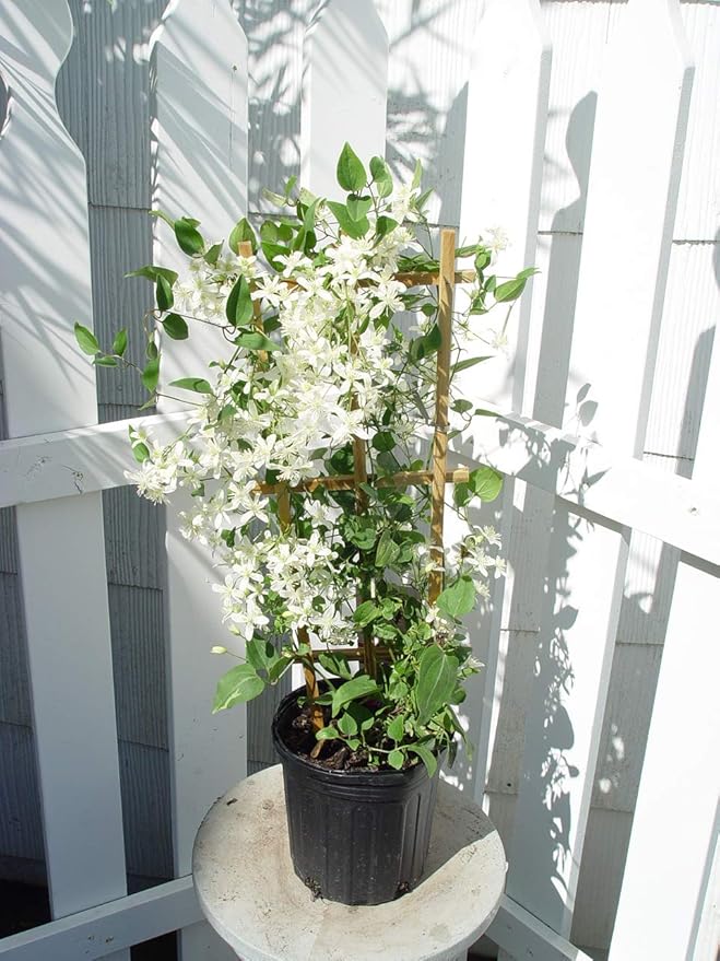 Clematis paniculata (Sweet Autumn Clematis) Perennial, white flowers, 8`` - Size Container