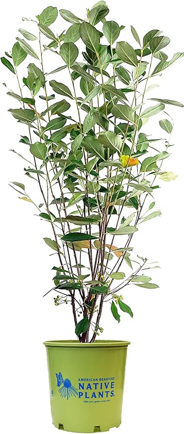 American Beauties Native Plants - Aronia arb. 'Brilliantissima' (Red Chokeberry) Shrub, white flowers, #2 - Size Container