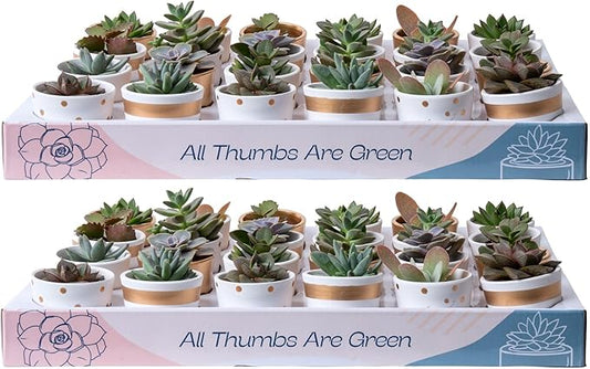Costa Farms Mini Succulents (48 Pack), Live Succulent Plants in Decor Pots, Indoor Houseplants in Potting Soil, Party Favor Gifts, Bulk Baby Shower, Bridesmaid, 2-Inches Tall