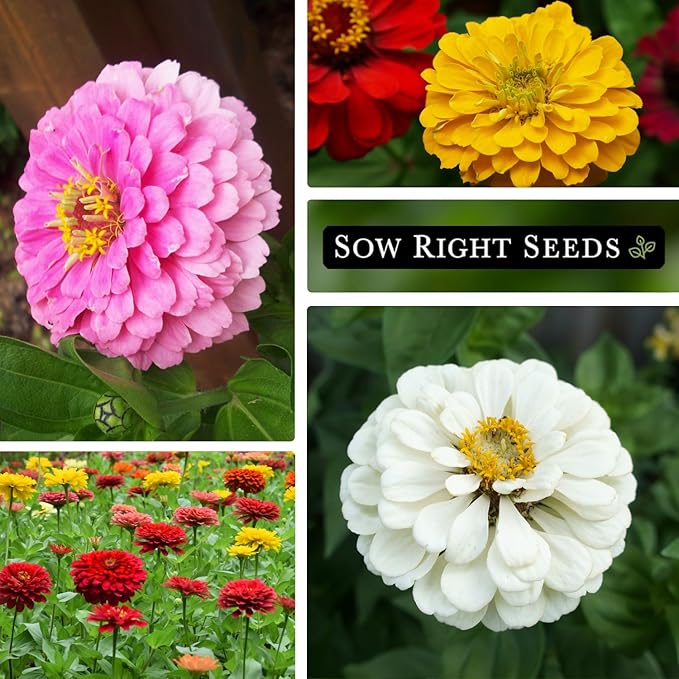 Sow Right Seeds - California Giants Mix Zinnia Seeds for Planting - Non-GMO Heirloom Packet to Grow Your Flower Garden - Attract Bees and Butterflies - Great to Cut and Come Again - Summer Annual (4)