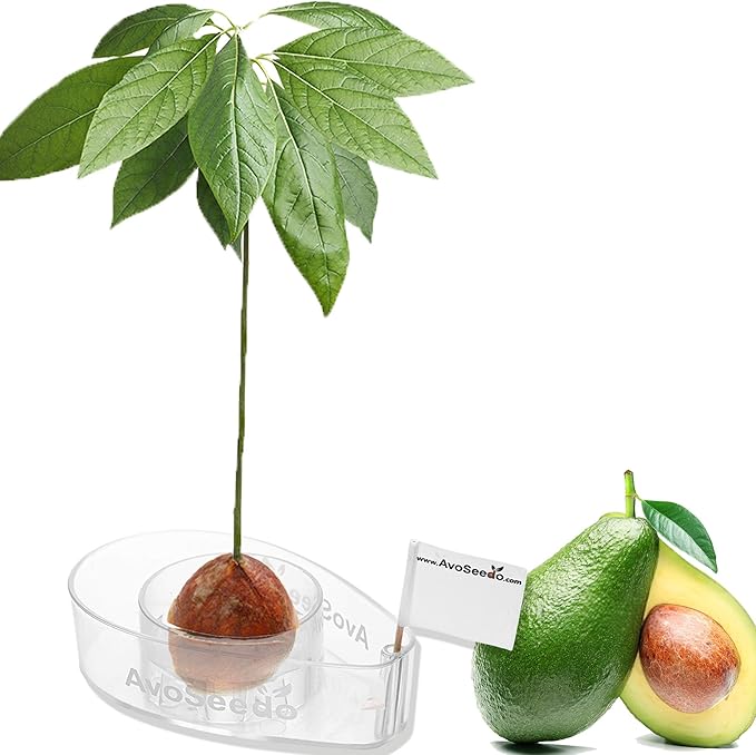 Avocado Tree Growing Kit, Clear, Practical Gifts for Women, Mom, Sister & Best Friend, Plant Indoors with Novelty Pit Grower Boat & Kitchen Garden Seed Starter