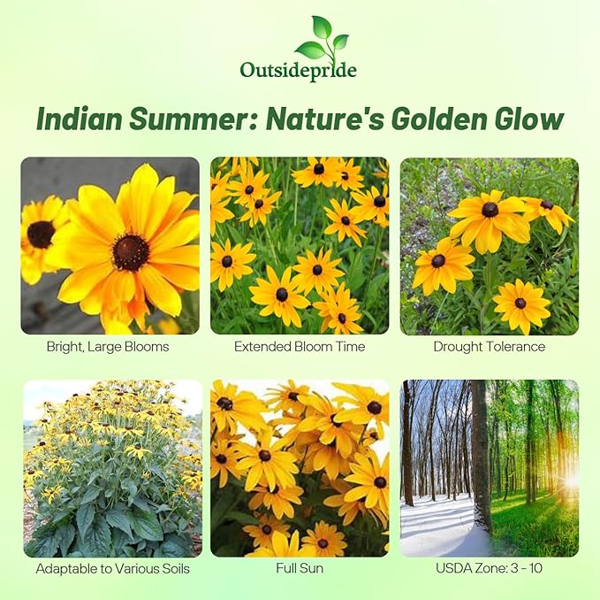 Outsidepride Indian Summer Gloriosa Daisy Seeds – 200 Pcs Perennial Rapid Growing, Heat & Drought Tolerant Rudbeckia Hirta Daisy Flower Seeds for Vibrant Meadows & Garden Borders (AAS Winner)