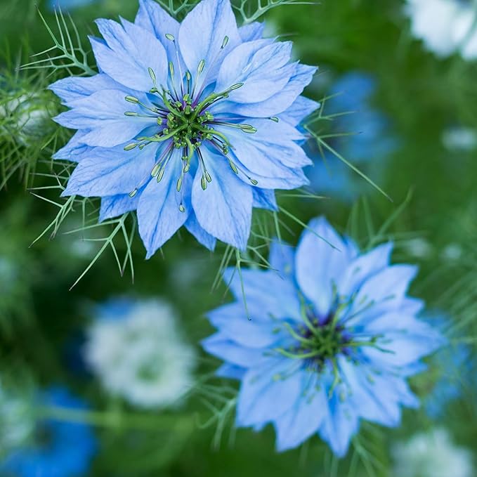 Outsidepride 2000 Seeds Annual Nigella Indigo Blue Love-in-a-Mist Flower Seeds for Planting