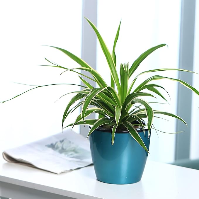 Planterhoma 6.7 Inch Self Watering Pots for Indoor Plants, 3 Packs African Violet Pots with Black Wick Pots, Self Watering Planters for Devil's Ivy, Indoor Plant Pots, Silver/Blue/Rose Gold