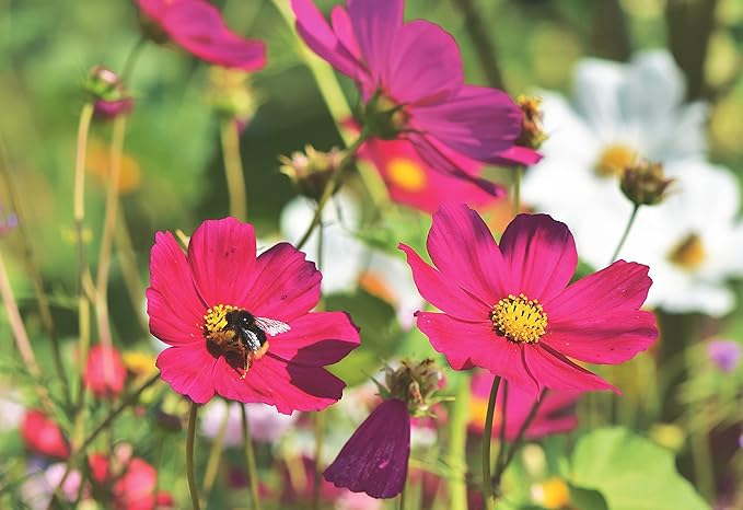 Set of Flower Seed Packets! Flower Seeds in Bulk - Great for Creating The Garden of Your Dreams! (100, Cosmos - Early Sensation)