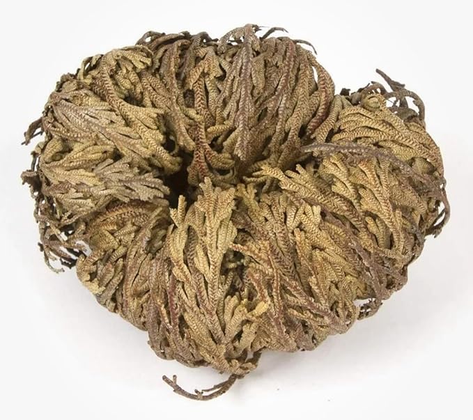 Rose of Jericho - Resurrection Plant/Flower - Selaginella Lepidophylla - Pack of 1 (One) Dried Rose