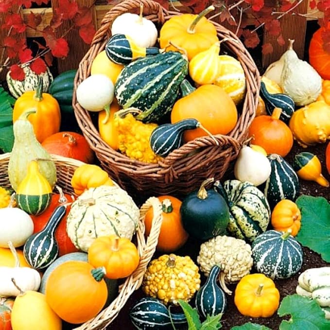 Decorative Pumpkin Seed Mix Ornamental Gourd Squash Mix 10 Non-GMO Seeds for Planting