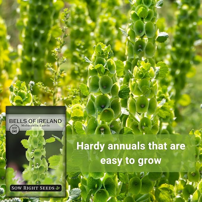 Sow Right Seeds - Bells of Ireland Flower Seeds for Planting - Unique Green Flowers to Plant in Your Home Garden - Non-GMO Heirloom Packet with Instructions - Annual Blooms Attract Pollinators