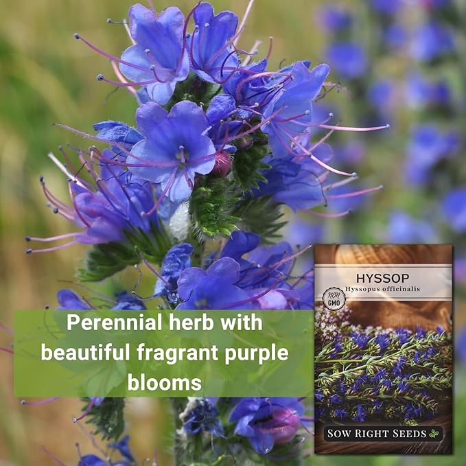 Sow Right Seeds - Hyssop Seed for Planting - Medicinal Herb to Plant in Your Garden - Outdoors - Attracts Pollinators - Stunning Purple Flowers - Non-GMO Heirloom Seeds - Great Gardening Gift (1)