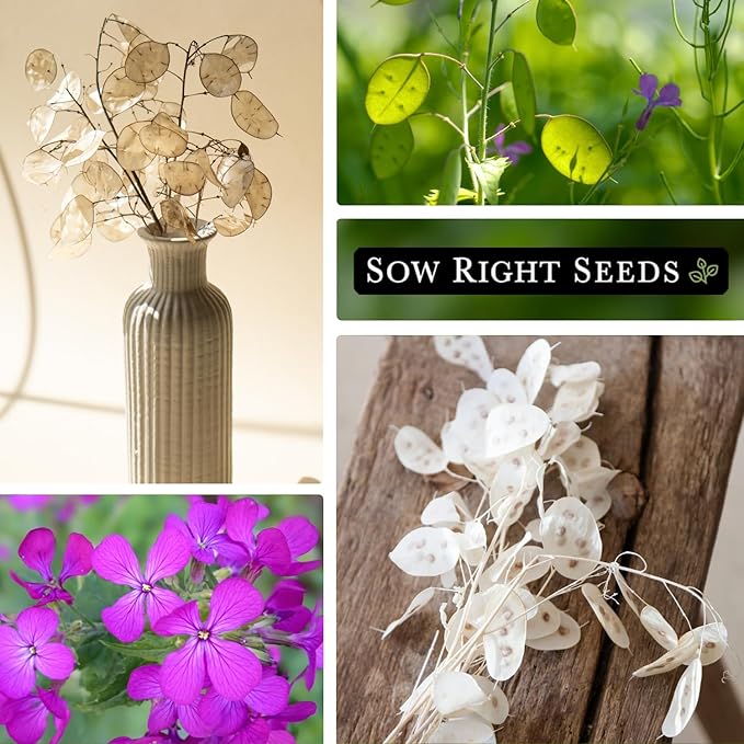 Sow Right Seeds - Money Plant Seeds - Honesty or Silver Coin Plant - Non-GMO Heirloom Seeds - Indoor or Outdoor - Full Instructions for Planting and Growing a Flower Garden - Great Gardening Gift (4)